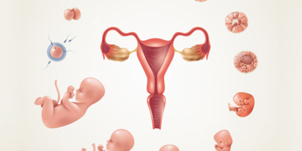 Ilustracja etapów rozwoju zarodka i płodu wokół modelu żeńskiego układu rozrodczego