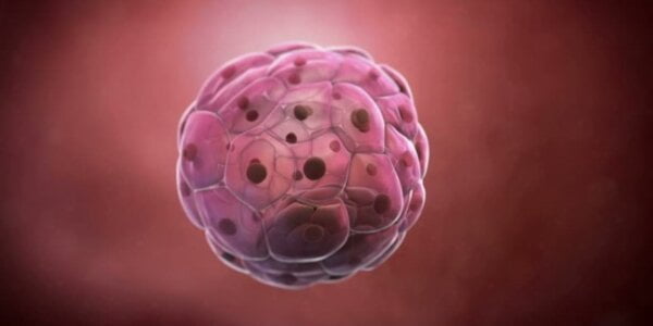 wizualizacja zarodka w stadium blastocysty