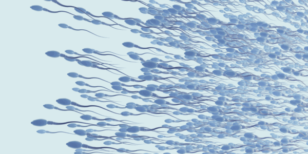 Grafika przedstawiająca plemniki - Micro-TESE